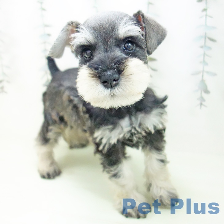 ミニチュア・シュナウザー