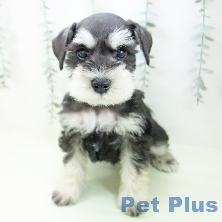 ミニチュア・シュナウザーの写真2