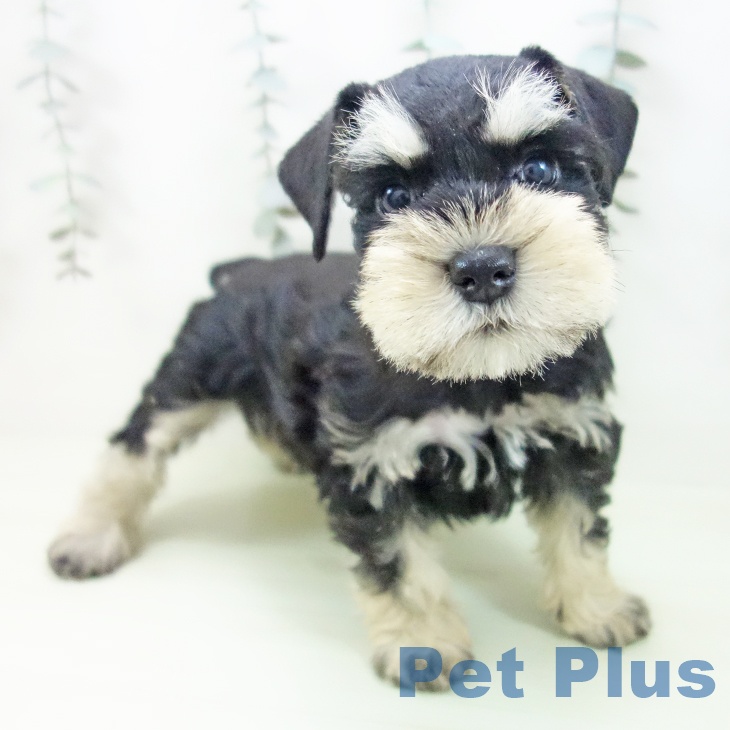 ミニチュア・シュナウザー