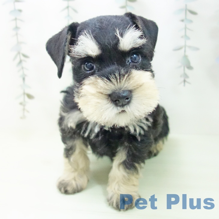 ミニチュア・シュナウザーの写真2