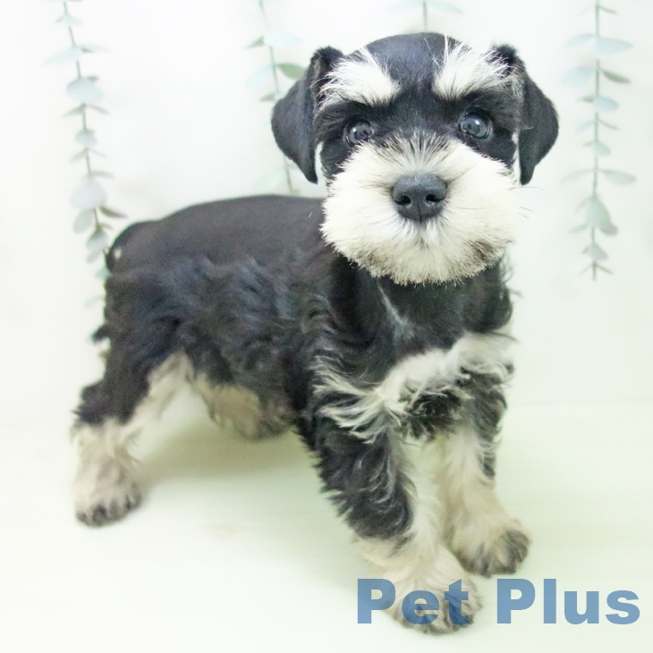 ミニチュア・シュナウザー