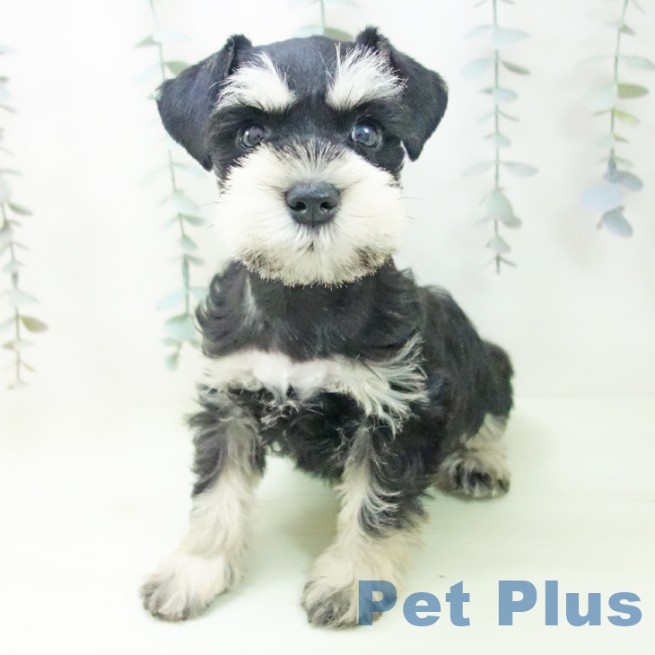 ミニチュア・シュナウザー