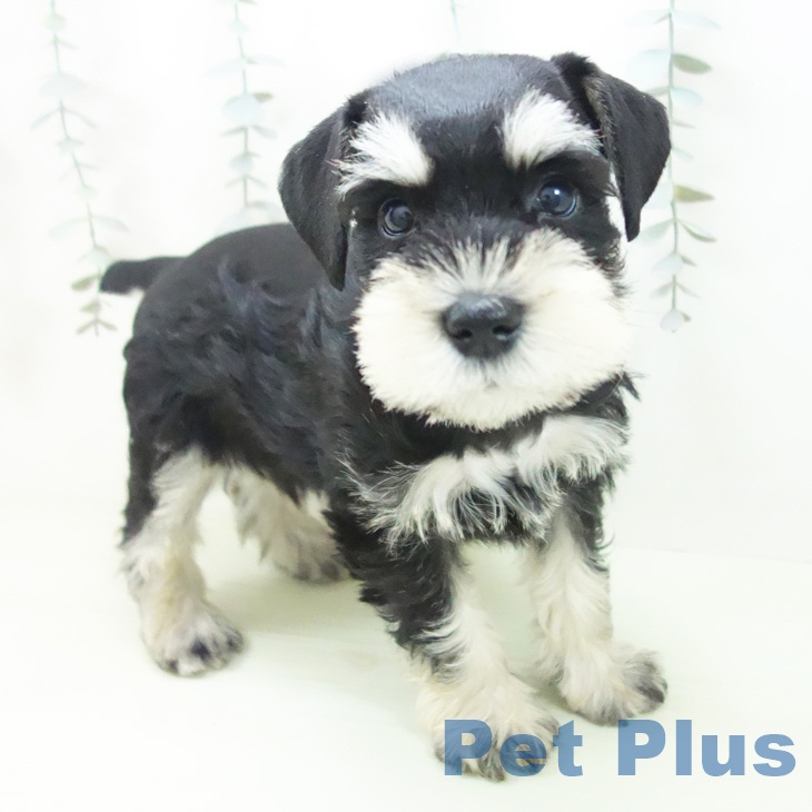 ミニチュア・シュナウザーの写真2