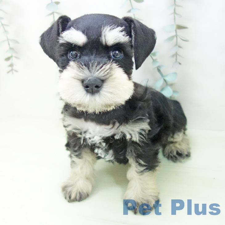 ミニチュア・シュナウザー