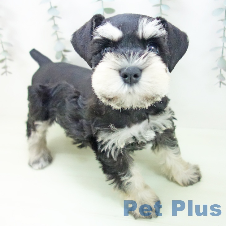 ミニチュア・シュナウザーの写真2