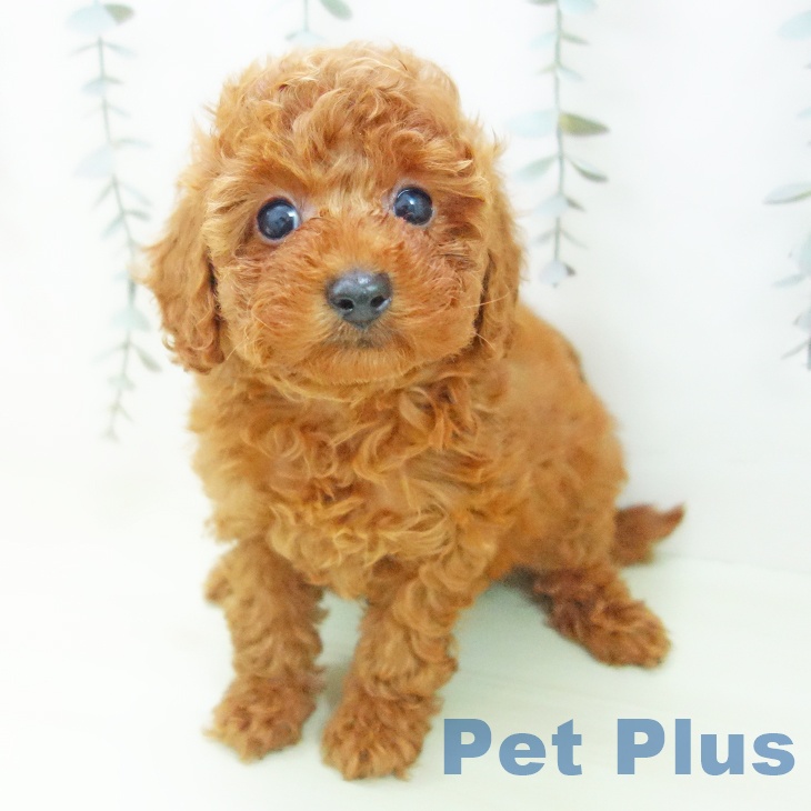 トイ・プードルの写真2