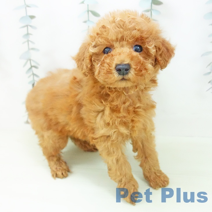 トイ・プードル