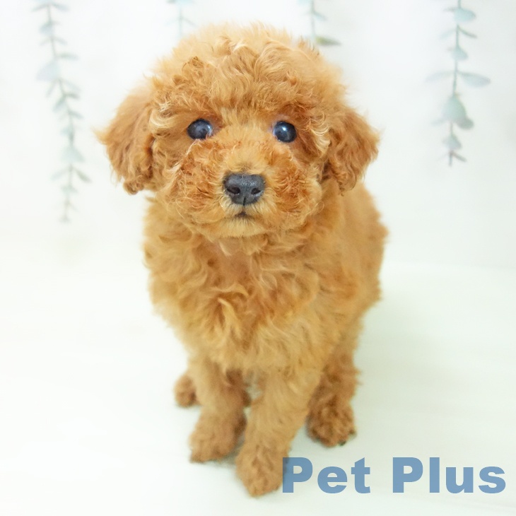 トイ・プードルの写真2