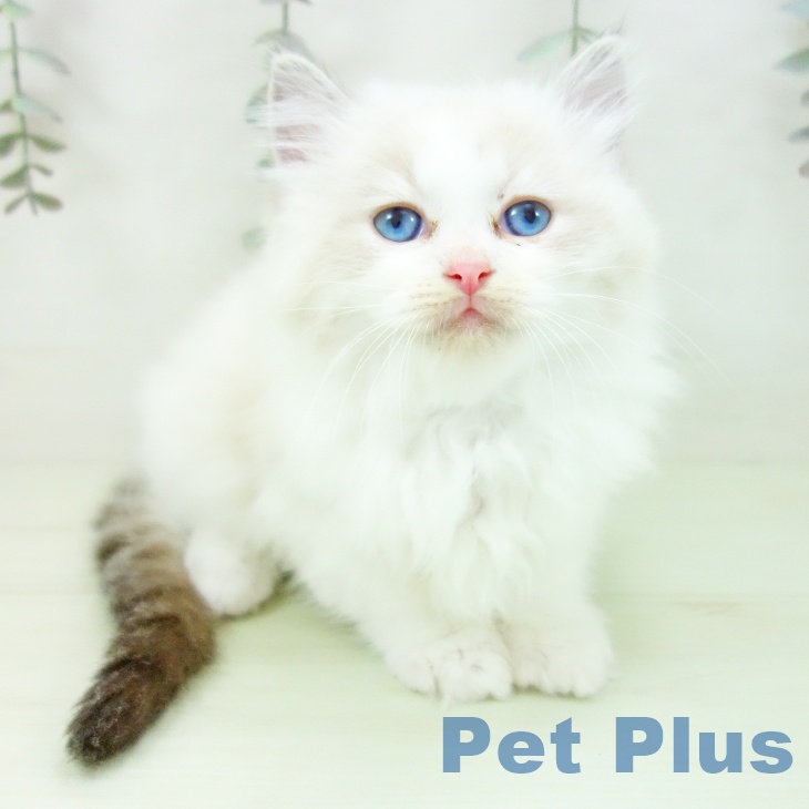 ラグドールの写真2