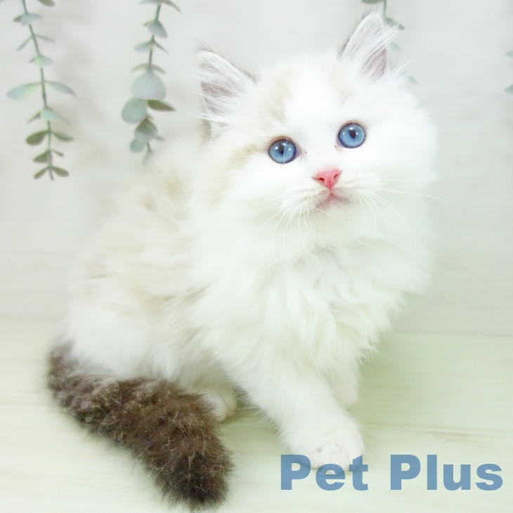 ラグドールの写真2