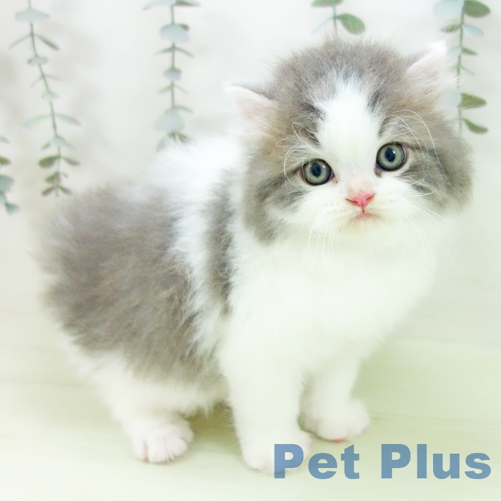 スコティッシュフォールド