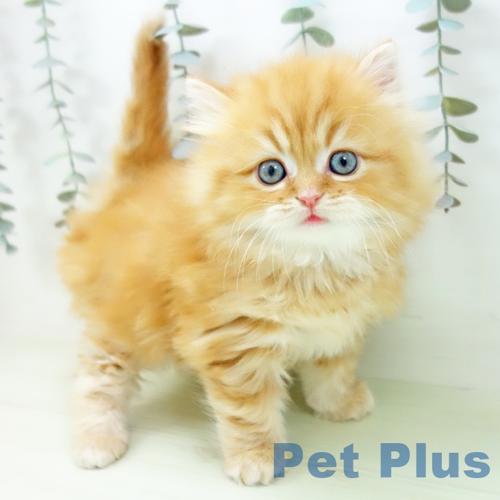 スコティッシュフォールド