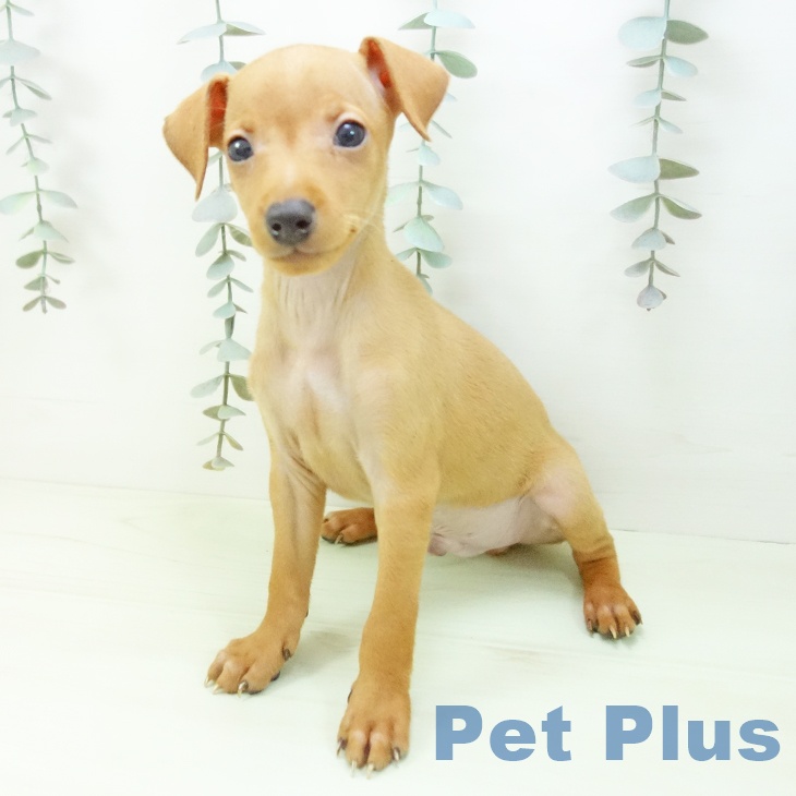 ミニチュア・ピンシャーの写真2