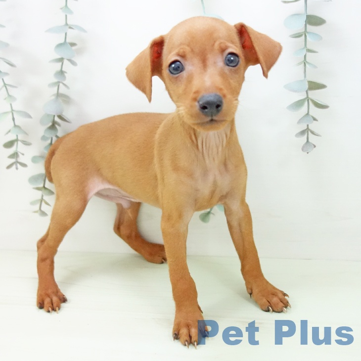 ミニチュア・ピンシャー