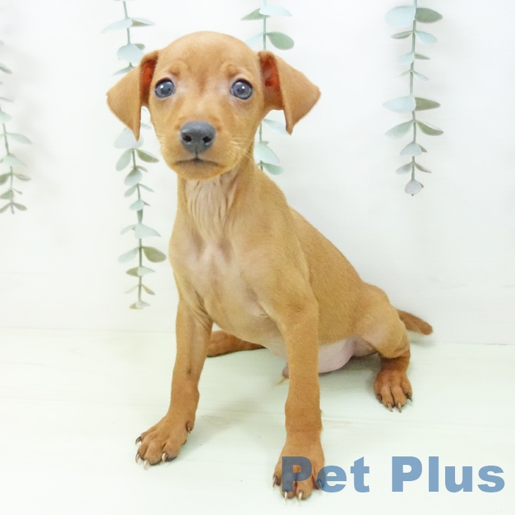 ミニチュア・ピンシャーの写真2