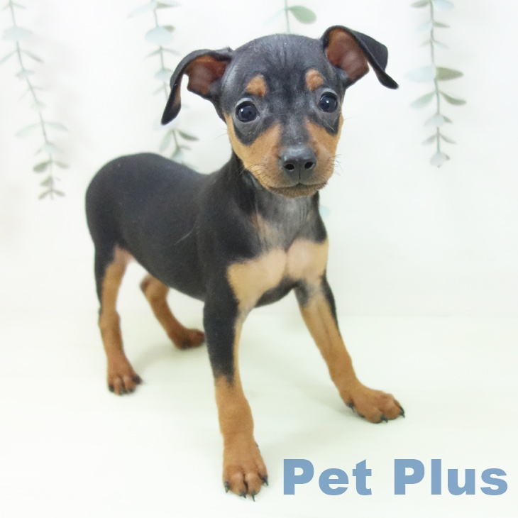 ミニチュア・ピンシャー