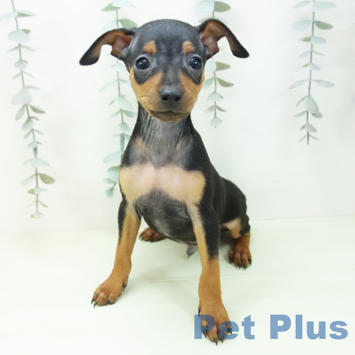 ミニチュア・ピンシャーの写真2