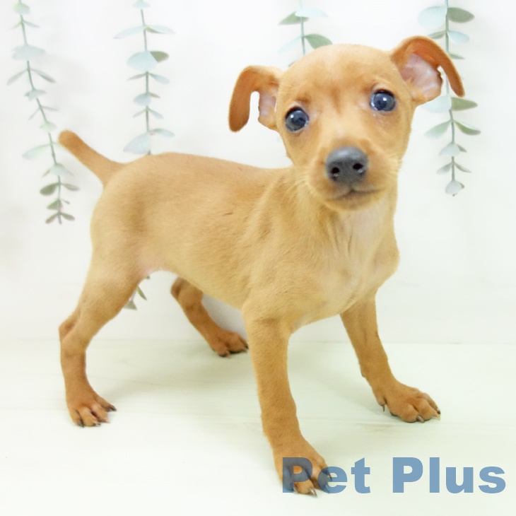 ミニチュア・ピンシャー