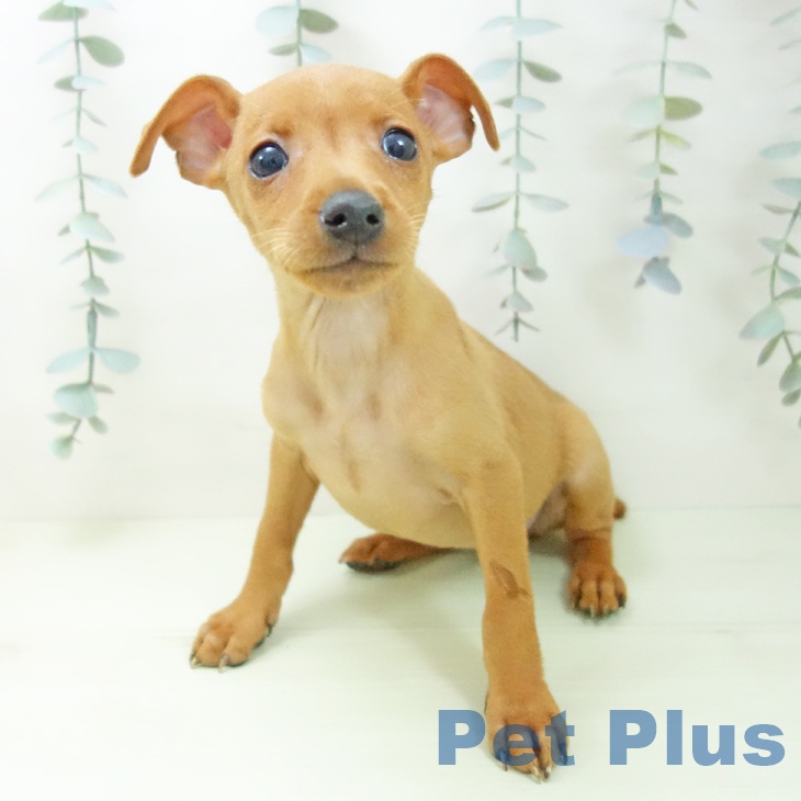 ミニチュア・ピンシャーの写真2