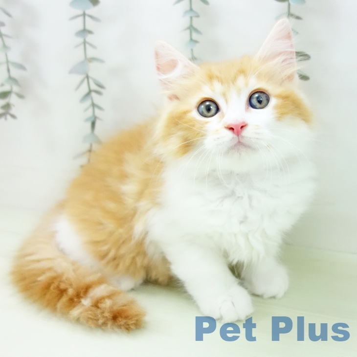 ラガマフィンの写真2