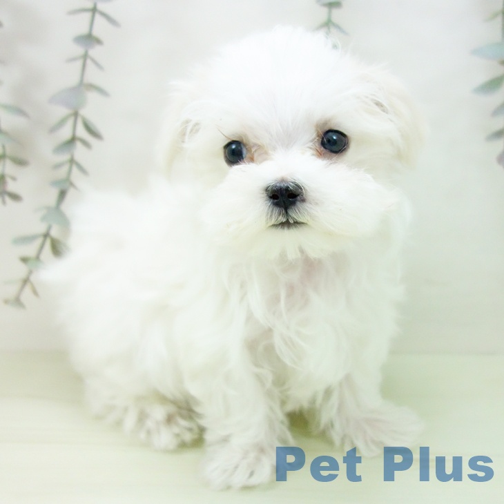 マルチーズの写真2