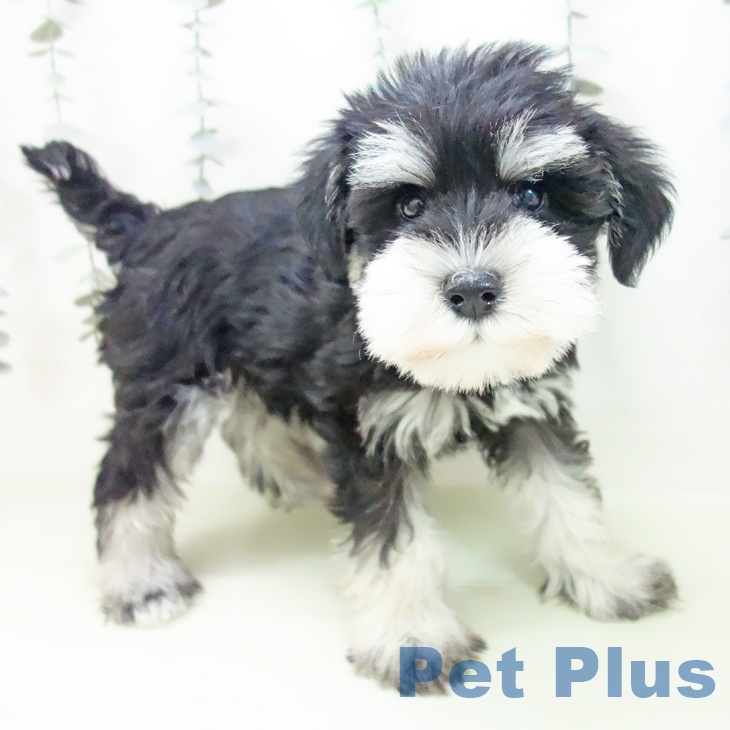 ミニチュア・シュナウザー