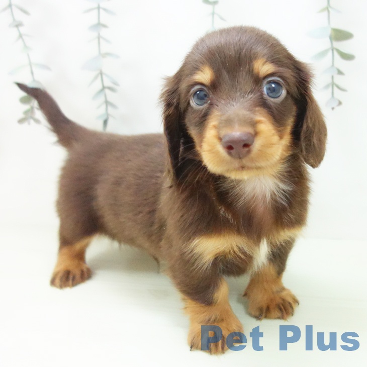 ミニチュア・ダックスフンド