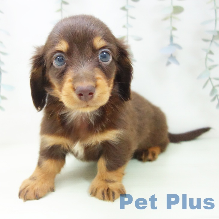 ミニチュア・ダックスフンドの写真2