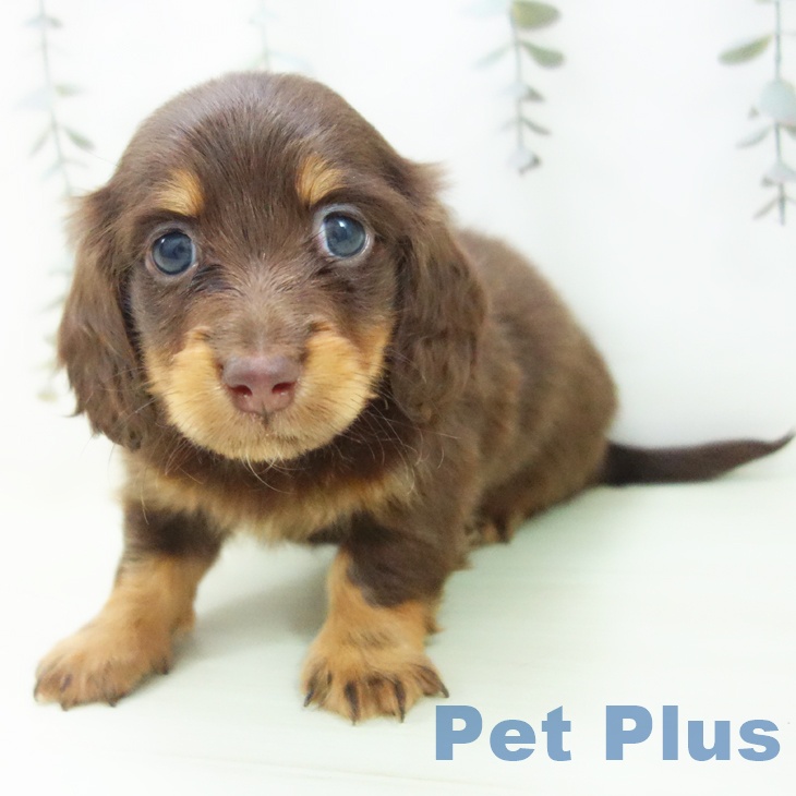 ミニチュア・ダックスフンドの写真2