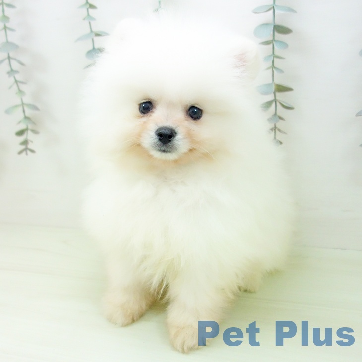 ポメラニアンの写真2