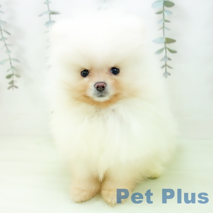 ポメラニアンの写真2