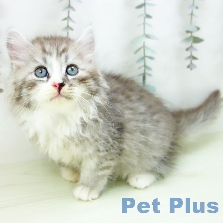 サイベリアンの写真2