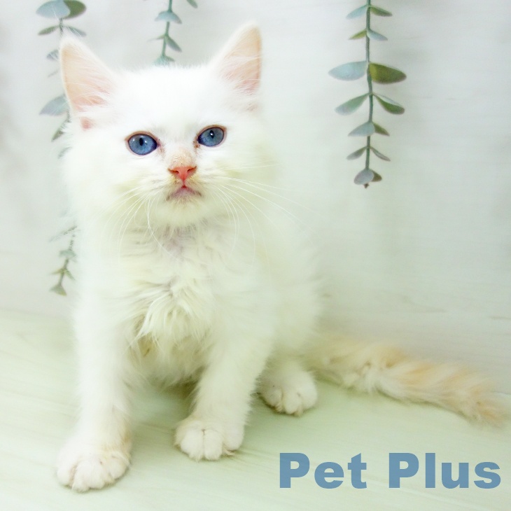 サイベリアンの写真2