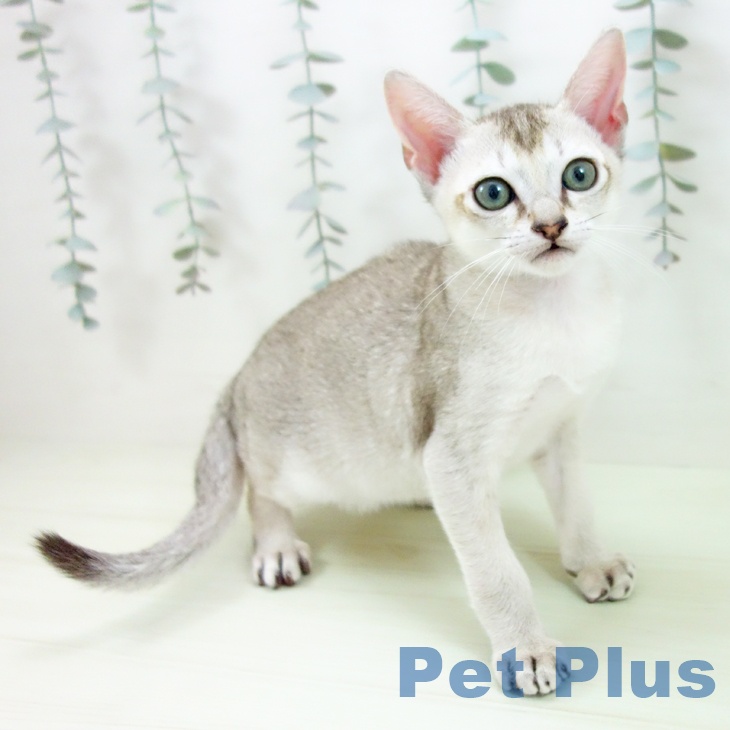 シンガプーラの写真2