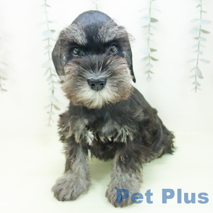 ミニチュア・シュナウザー