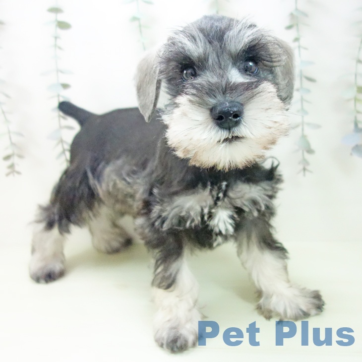 ミニチュア・シュナウザー