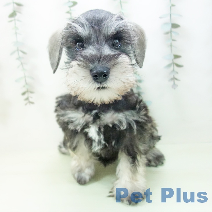 ミニチュア・シュナウザー