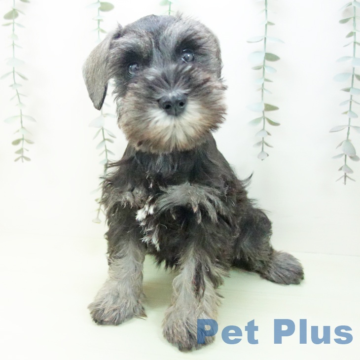 ミニチュア・シュナウザーの写真2