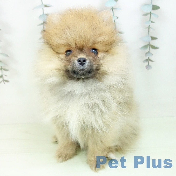 ポメラニアンの写真2