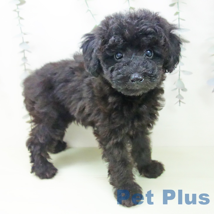 トイ・プードルの写真2