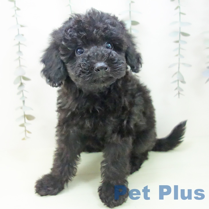 トイ・プードルの写真2