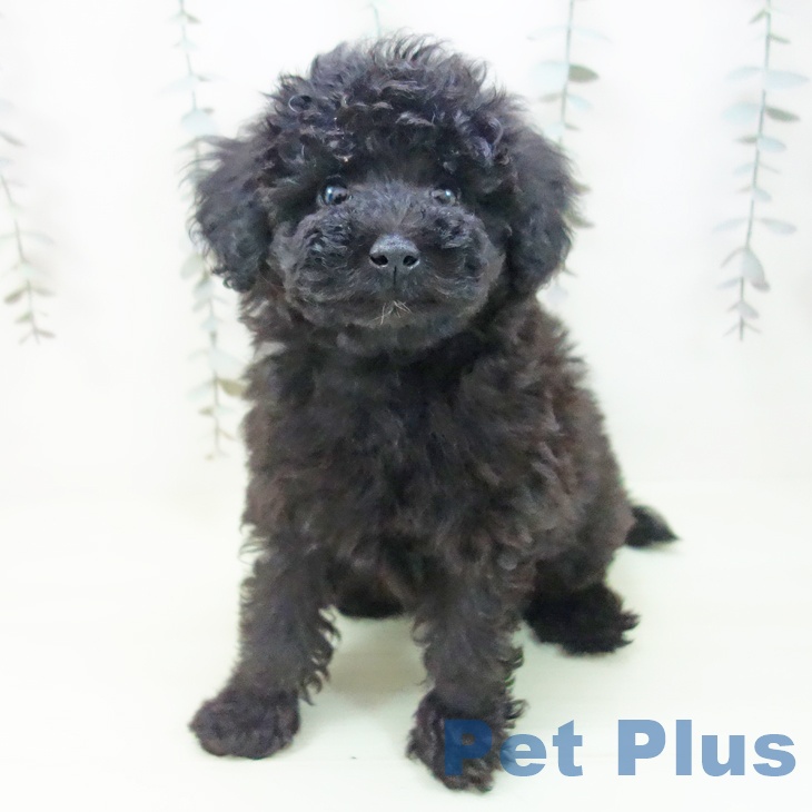 トイ・プードルの写真2