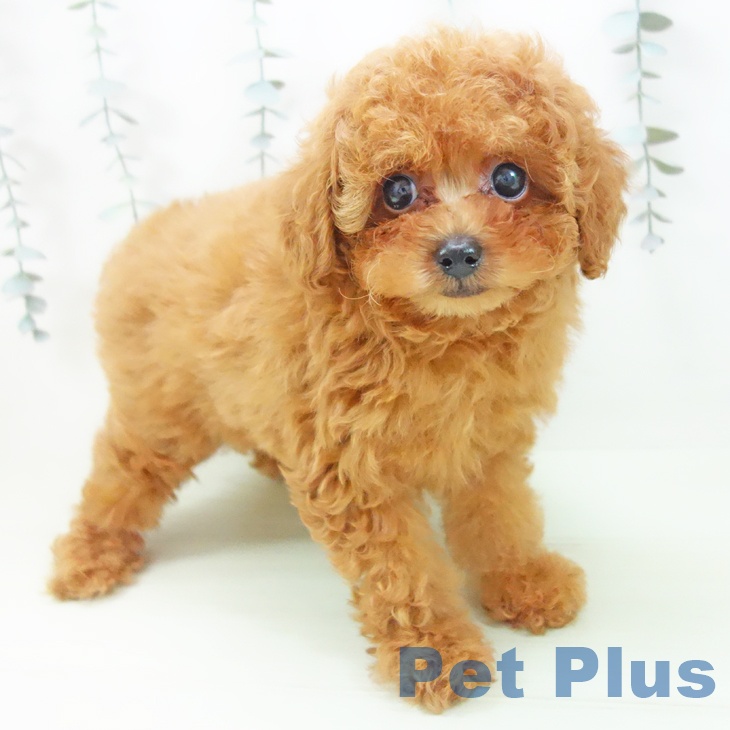 トイ・プードル