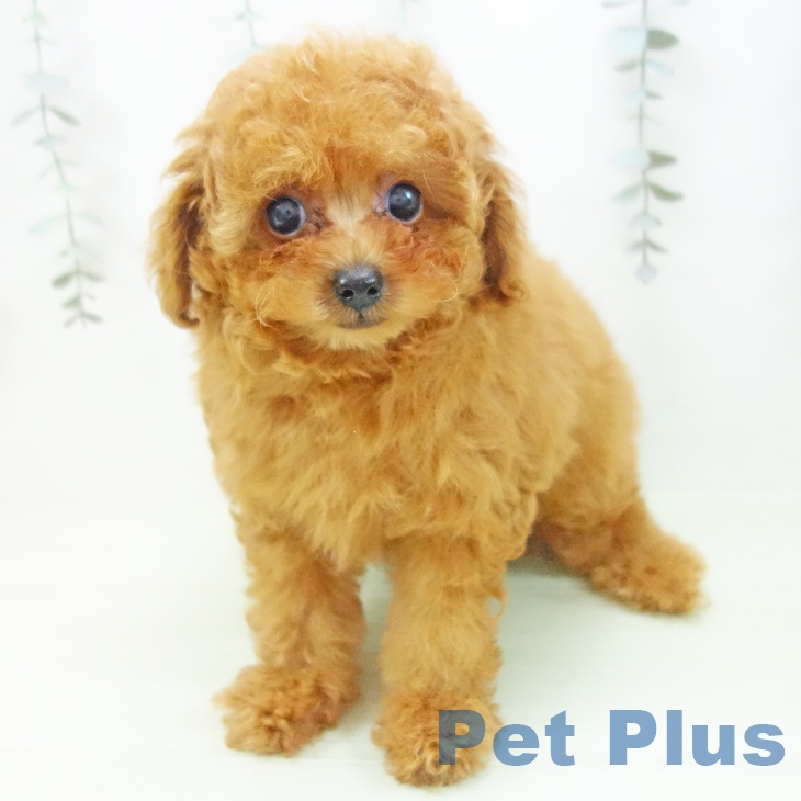 トイ・プードルの写真2