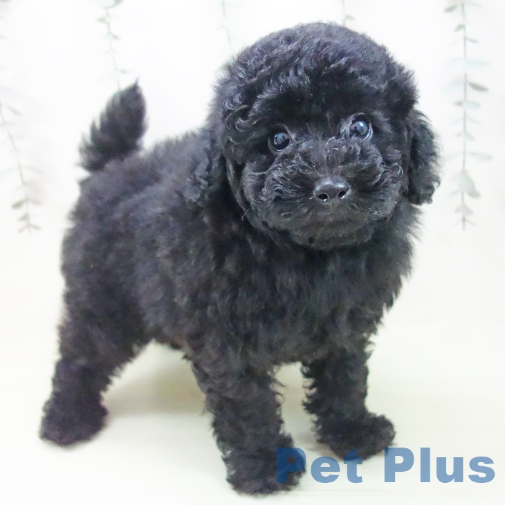 トイ・プードルの写真2