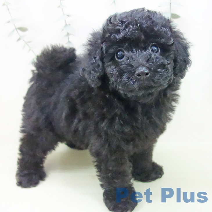 トイ・プードル