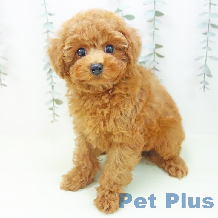 トイ・プードル