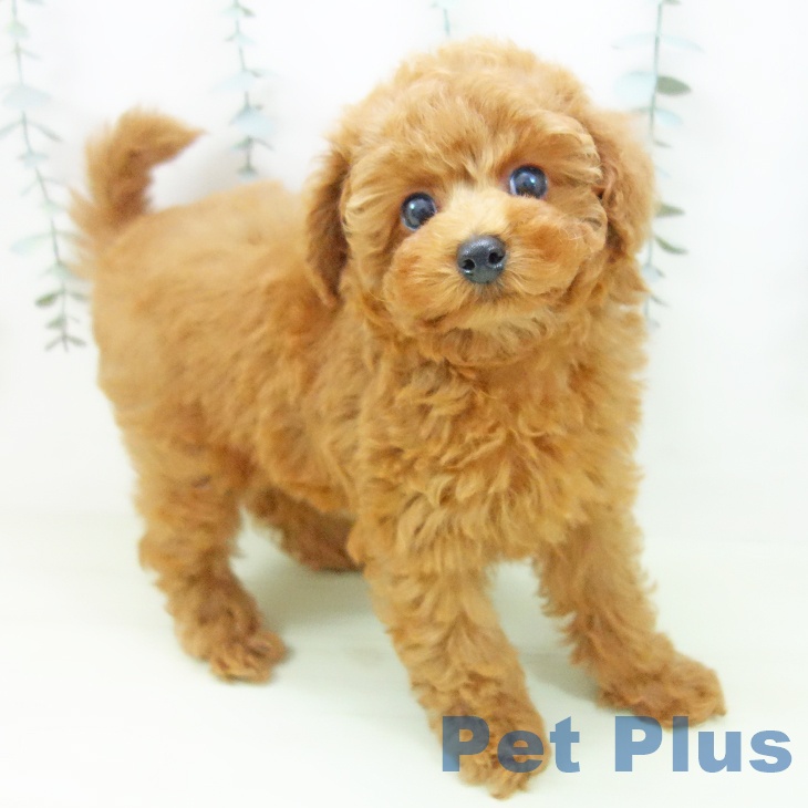 トイ・プードル