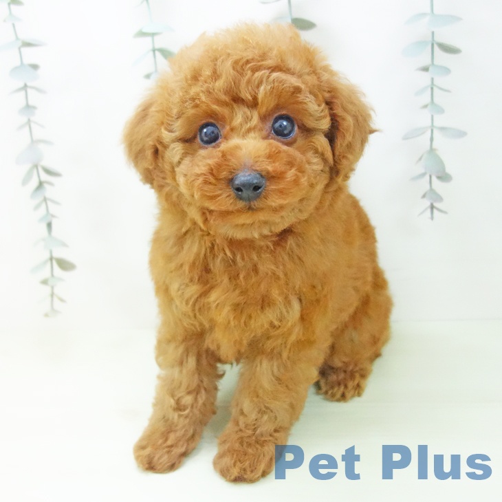 トイ・プードル