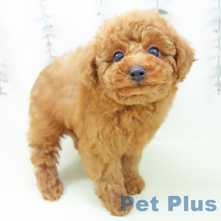 トイ・プードルの写真2